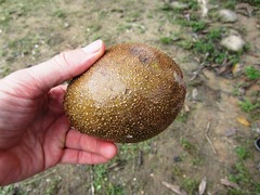 Couepia bracteosa