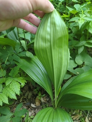 Veratrum parviflorum