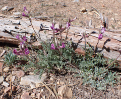 Astragalus leucolobus