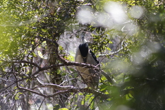 Nycticorax nycticorax image