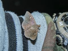 Gracilopsis guianensis