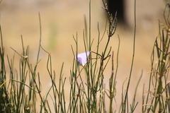 Calochortus splendens