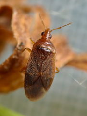 Cardiastethus fasciiventris