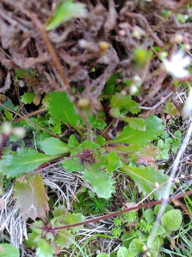 Image of French Saxifrage (Micranthes clusii) by (c) Carminda Santos, some rights reserved (CC BY)