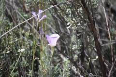Calochortus splendens