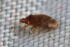 Cardiastethus fasciiventris