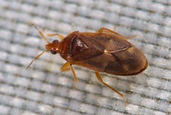 Cardiastethus fasciiventris