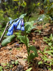 Mertensia longiflora