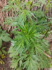 Artemisia
