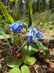 Mertensia longiflora