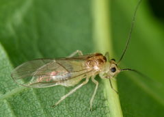 Stenopsocus immaculatus