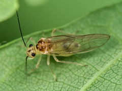Stenopsocus immaculatus