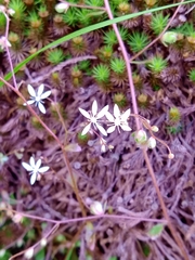 Micranthes clusii lepismigena