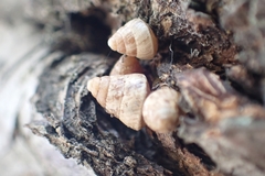 Cochlicella