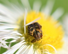 Valgus canaliculatus