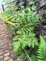 Daucus decipiens image