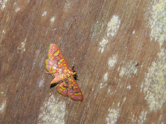 Prenesta fenestrinalis