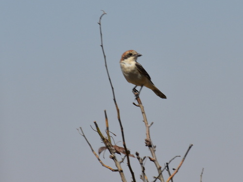 Woodchat Shrike