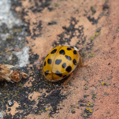 Harmonia axyridis