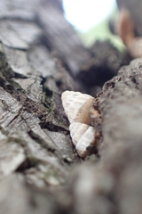 Cochlicella
