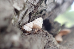 Cochlicella