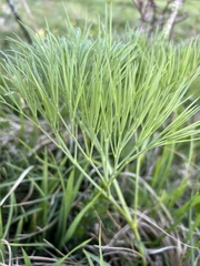 Peucedanum longifolium
