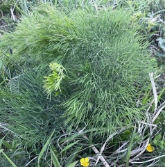 Peucedanum longifolium