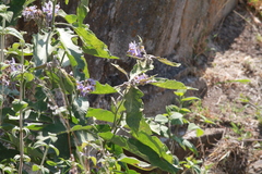 Solanum lanceolatum