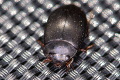 Agabus bipustulatus
