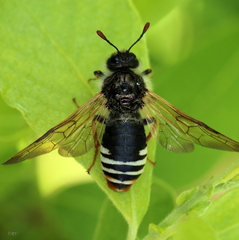 Pseudoclavellaria amerinae