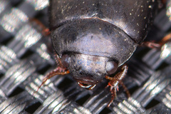 Agabus bipustulatus