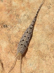 Machilinus rupestris