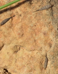 Machilinus rupestris