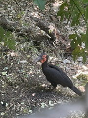 Bucorvus
