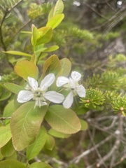Amelanchier bartramiana