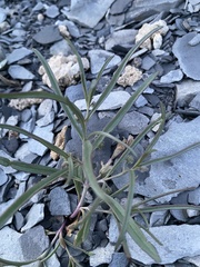 Pombalia verticillata