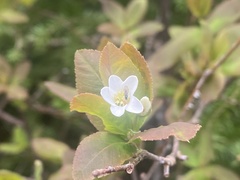 Amelanchier bartramiana