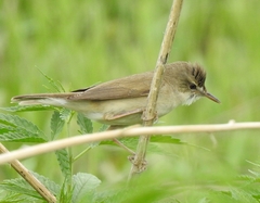 Acrocephalus dumetorum