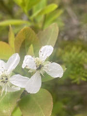 Amelanchier bartramiana