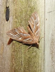 Chalastra aristarcha