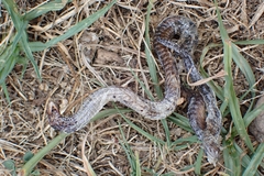 Blanus cinereus