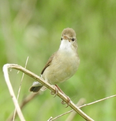 Acrocephalus dumetorum