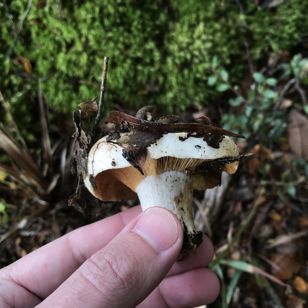 Russula fuegiana · May 2022 · photo: © cristianriquelme (iNaturalist, cc-by)