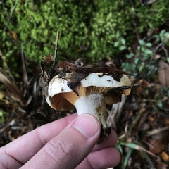 Russula fuegiana