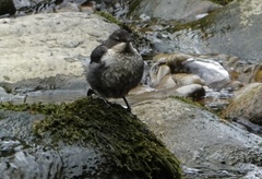 Cinclus cinclus gularis