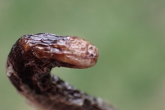Blanus cinereus