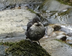 Cinclus cinclus gularis