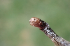 Blanus cinereus