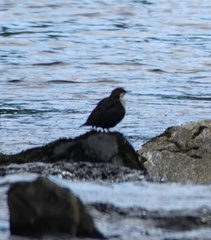Cinclus cinclus gularis