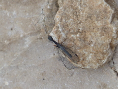Phaeostigma